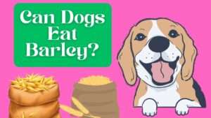 Can Dogs Eat Barley?