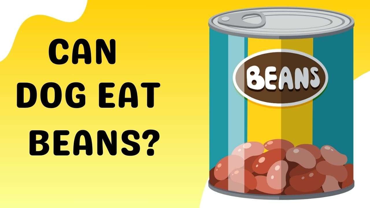 Can Dogs Eat Beans?