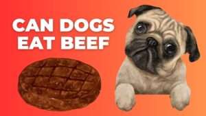 Can Dogs Eat Beef