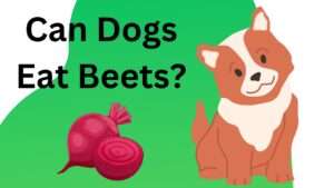 Can Dogs Eat Beets?