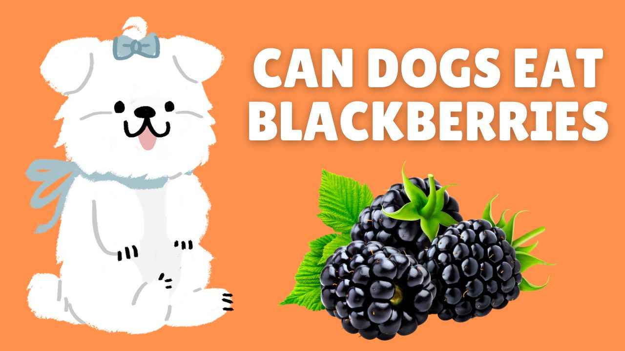 Can Dogs Eat Blackberries