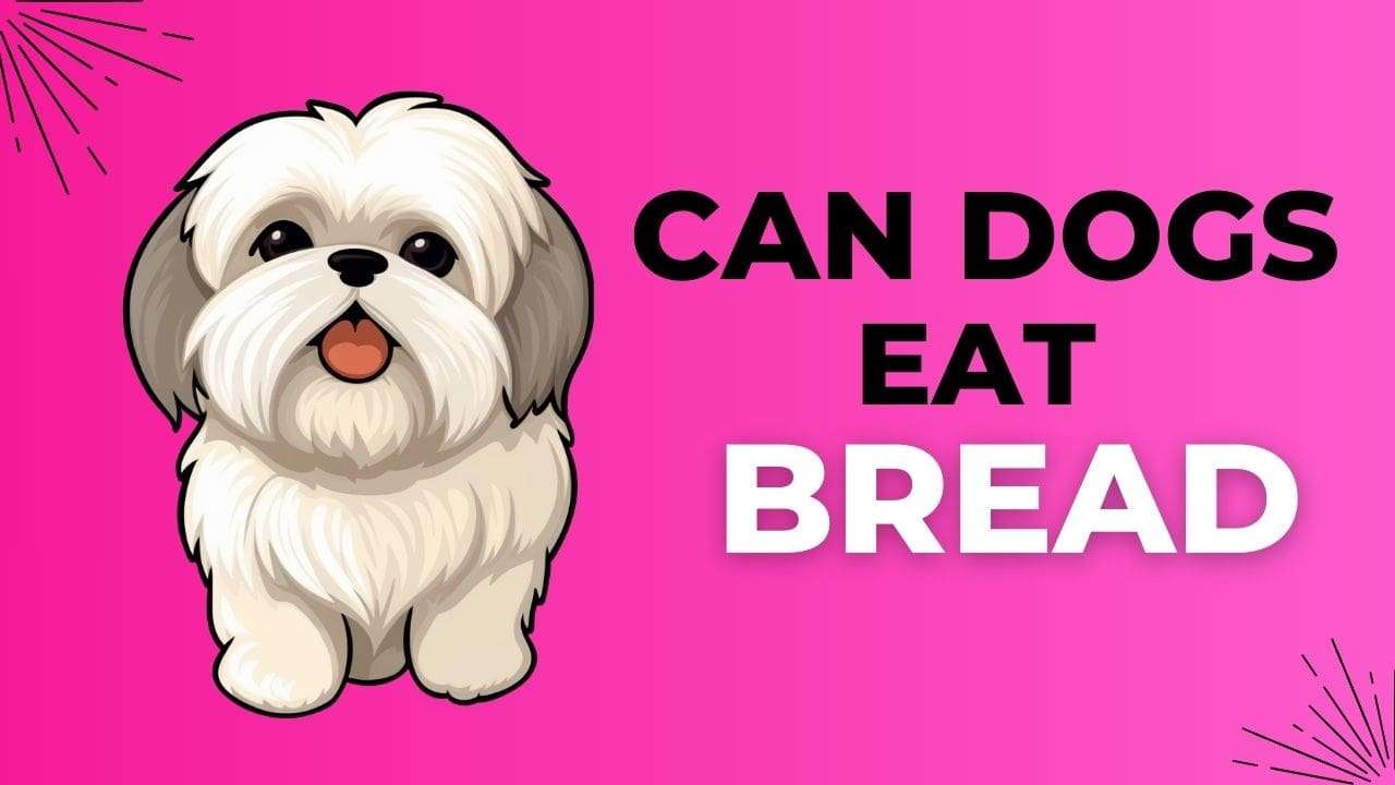 Can Dogs Eat Bread