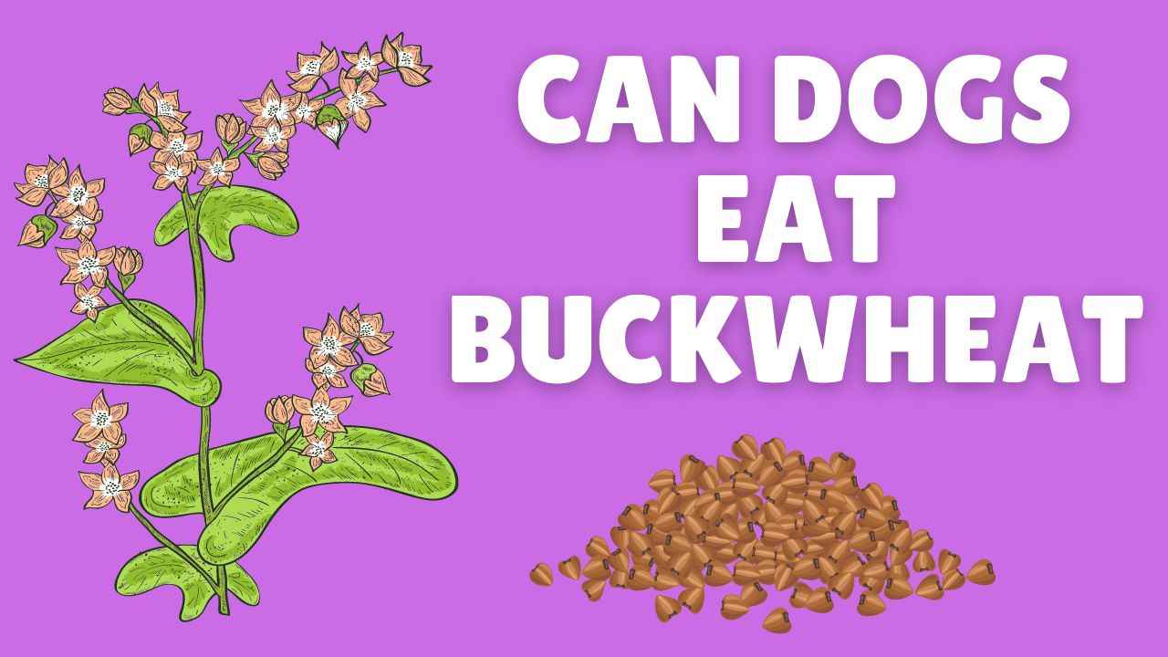 Can Dogs Eat Buckwheat