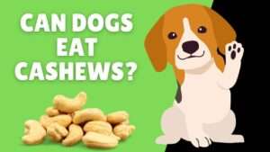 Can Dogs Eat Cashews?