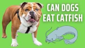 Can Dogs Eat Catfish