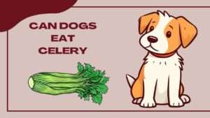 Can Dogs Eat Celery