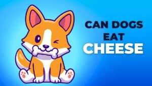 Can Dogs Eat Cheese