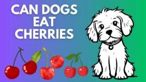 Can Dogs Eat Cherries