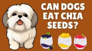 Can Dogs Eat Chia Seeds?