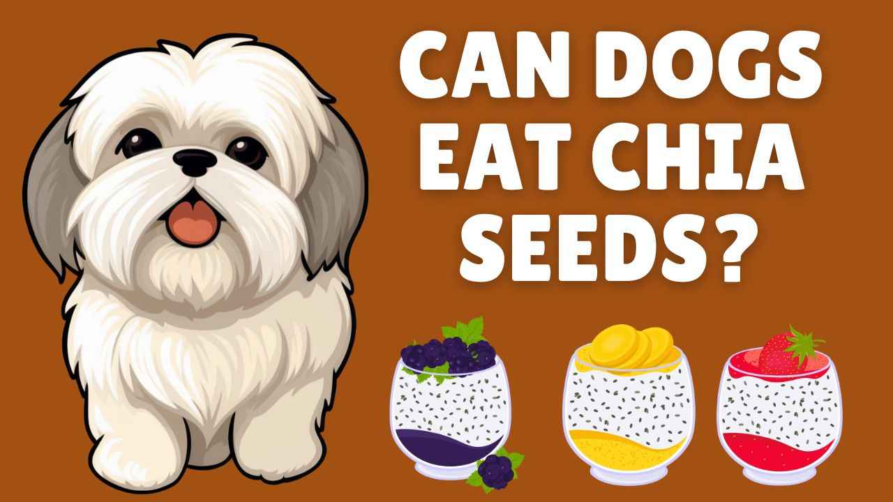 Can Dogs Eat Chia Seeds?