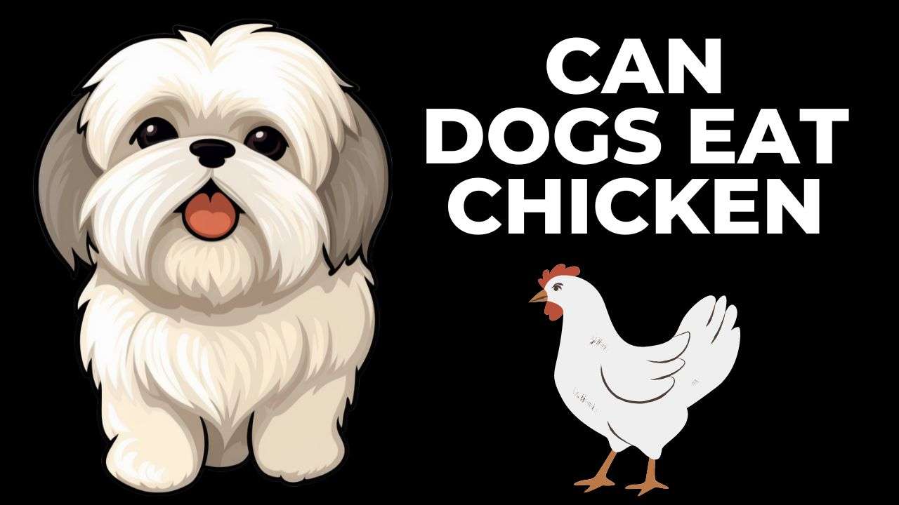 Can Dogs Eat Chicken