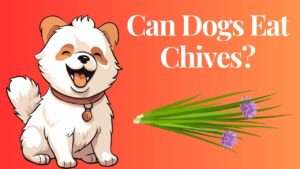 Can Dogs Eat Chives?