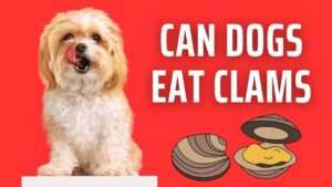 Can Dogs Eat Clams