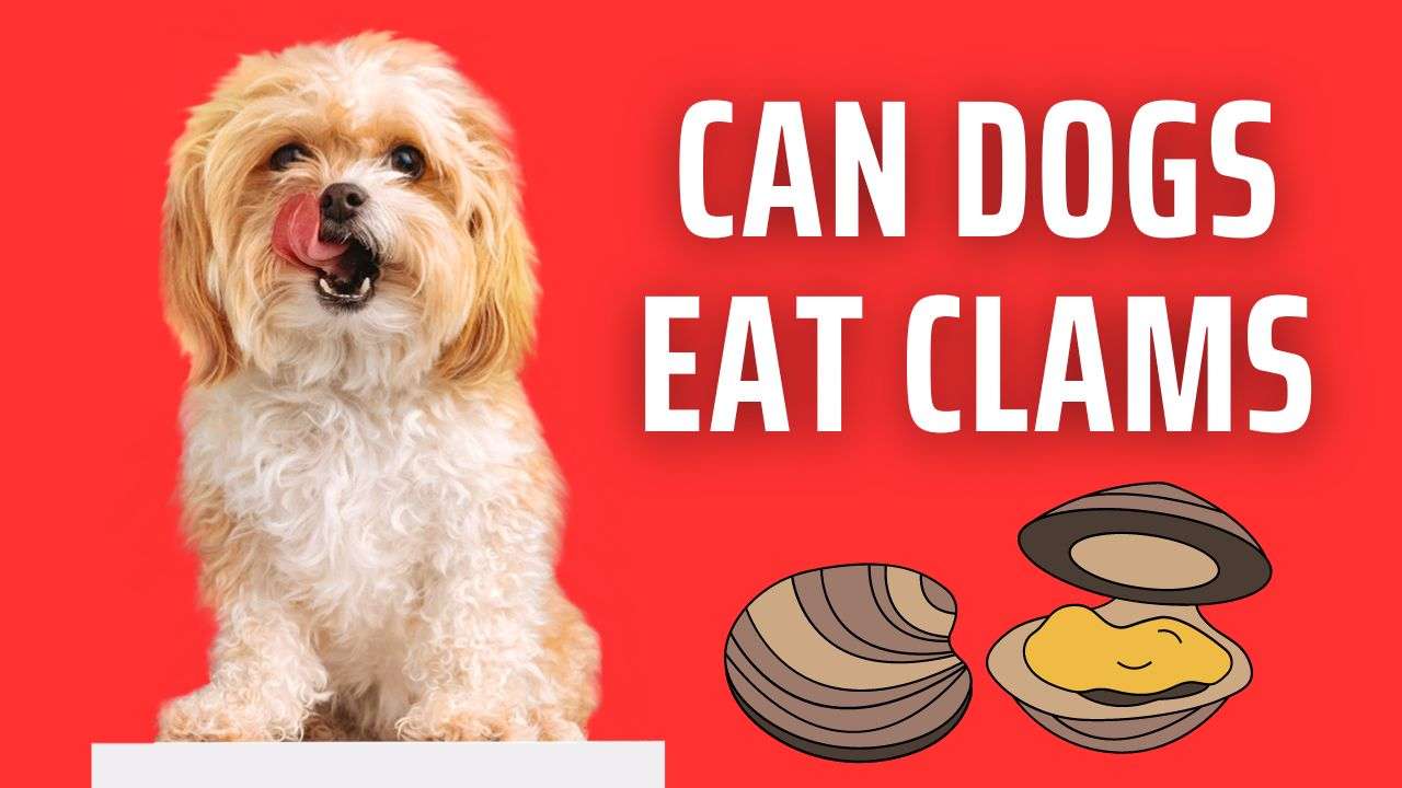 Can Dogs Eat Clams