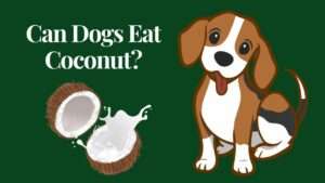 Can Dogs Eat Coconut?