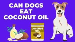 Can Dogs Eat Coconut Oil