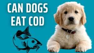 Can Dogs Eat Cod