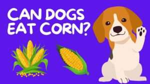 Can Dogs Eat Corn?