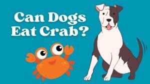 Can Dogs Eat Crab?