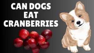 Can Dogs Eat Cranberries