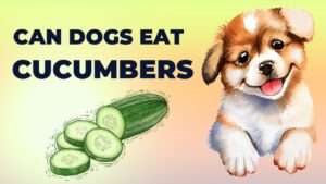 Can Dogs Eat Cucumbers