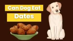 Can Dogs Eat Dates