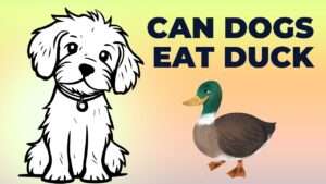 Can Dogs Eat Duck