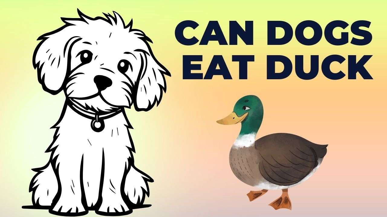 Can Dogs Eat Duck