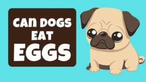 Can Dogs Eat Eggs