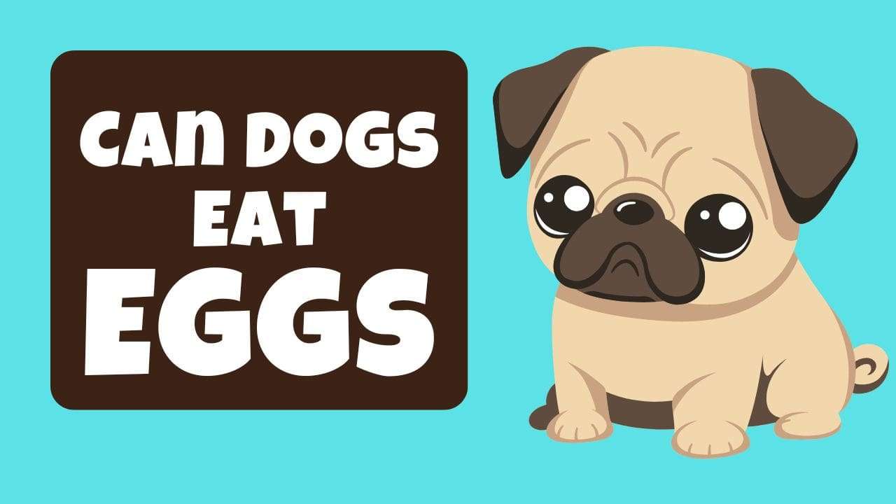 Can Dogs Eat Eggs