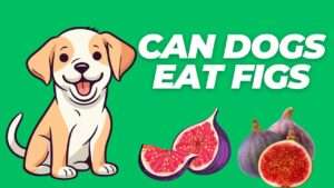 Can Dogs Eat Figs