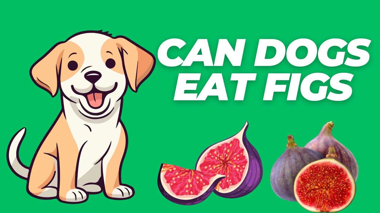 Can Dogs Eat Figs