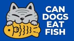 Can Dogs Eat Fish