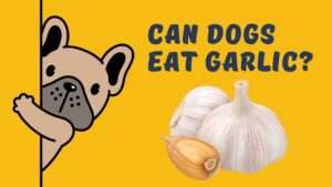 Can Dogs Eat Garlic?