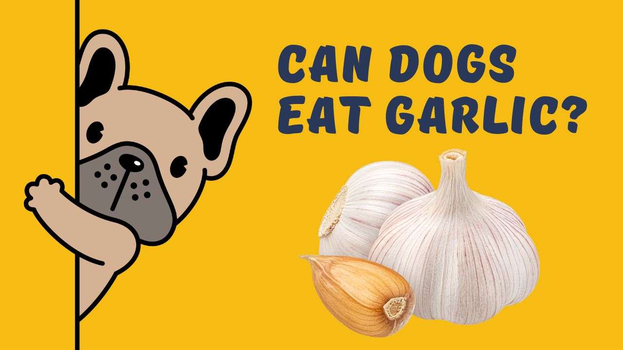 Can Dogs Eat Garlic?