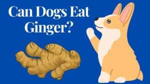 Can Dogs Eat Ginger?