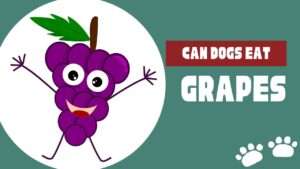 Can Dogs Eat Grapes