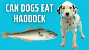 Can Dogs Eat Haddock