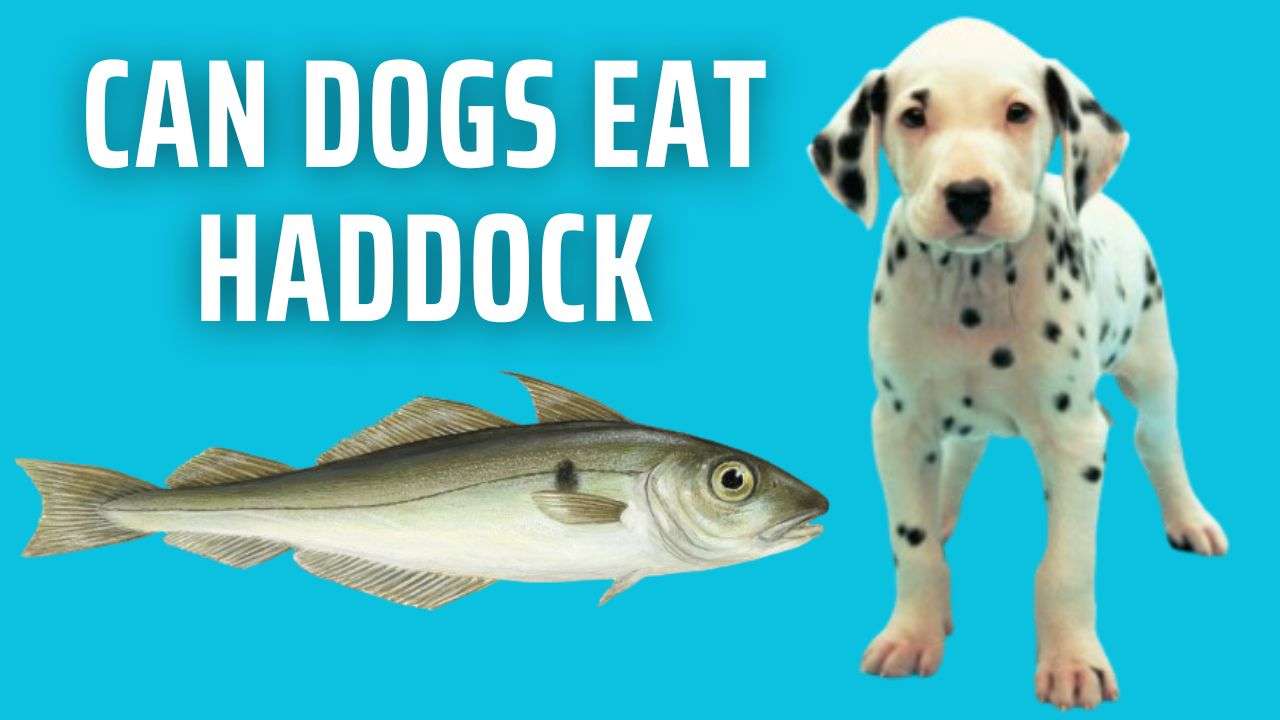 Can Dogs Eat Haddock