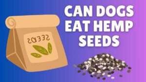 Can Dogs Eat Hemp Seeds