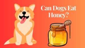 Can Dogs Eat Honey?