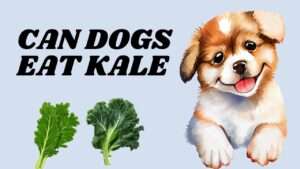 Can Dogs Eat Kale?