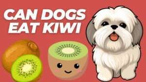 Can Dogs Eat Kiwi