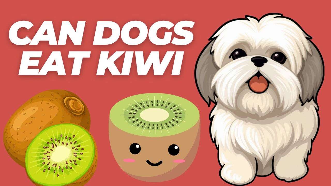 Can Dogs Eat Kiwi