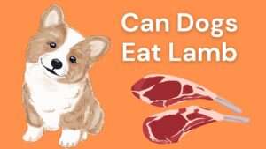 Can Dogs Eat Lamb