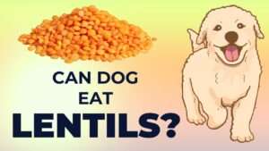 Can Dogs Eat Lentils?