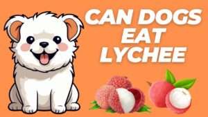 Can Dogs Eat Lychee