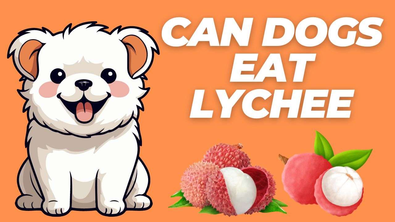 Can Dogs Eat Lychee