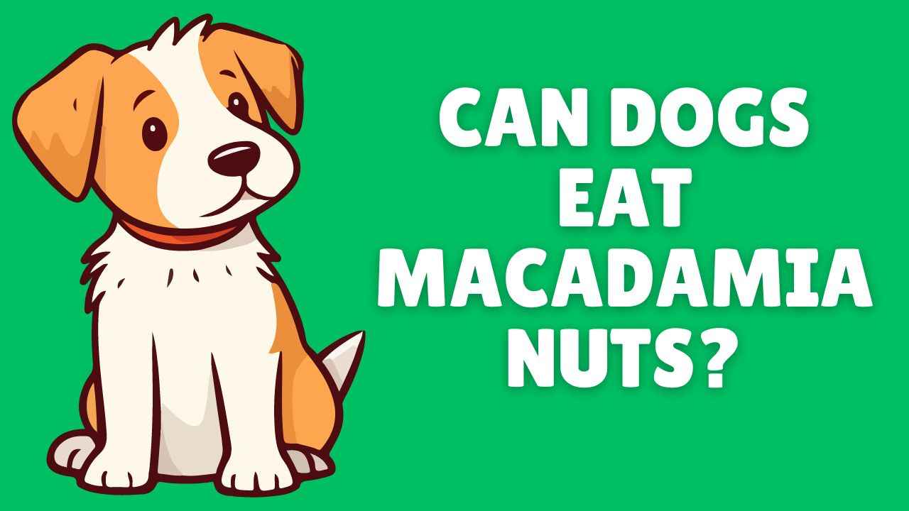 Can Dogs Eat Macadamia Nuts?