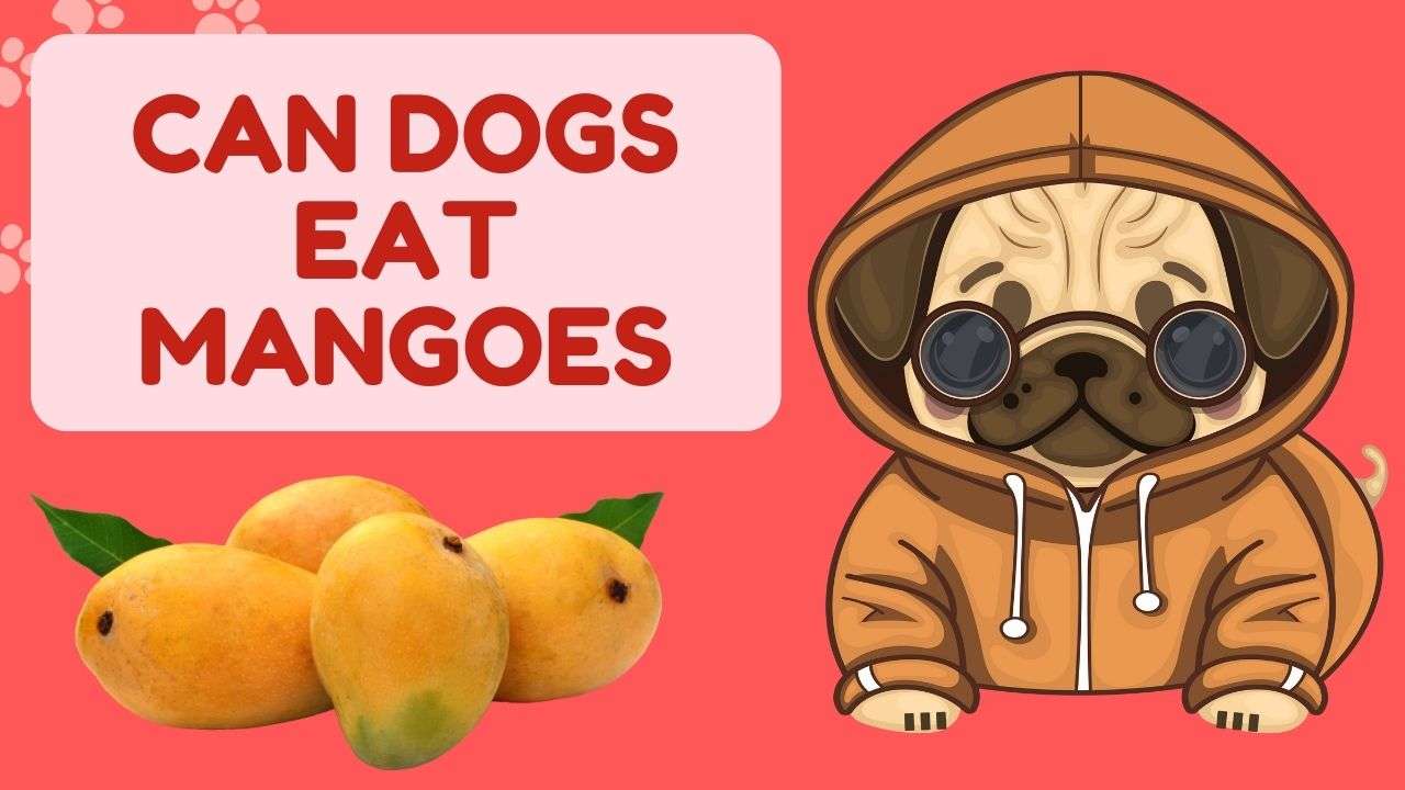 Can Dogs Eat Mangoes